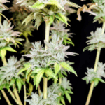 Pure Instinto Grateful End OG cannabis plant image 4
