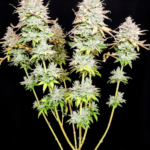 Pure Instinto Grateful End OG cannabis plant image 5
