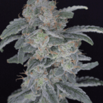 Pure Instinto HB Dunkinz cannabis plant image 1