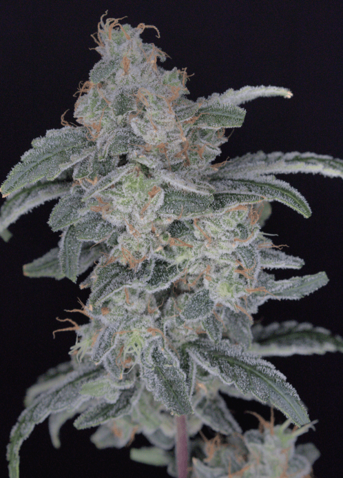 Pure Instinto HB Dunkinz cannabis plant image 1