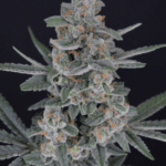 Pure Instinto HB Dunkinz cannabis plant image 2