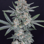 Pure Instinto HB Dunkinz cannabis plant image 3
