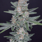 Pure Instinto HB Dunkinz cannabis plant image 4