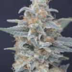 Pure Instinto Honeyed Cream Dream cannabis plant image 1
