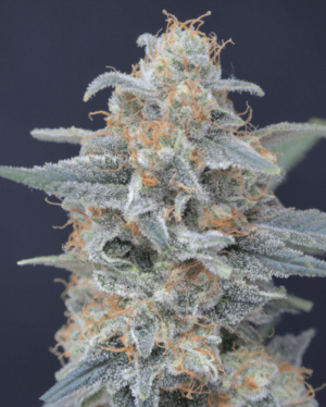 Honeyed Cream Dream