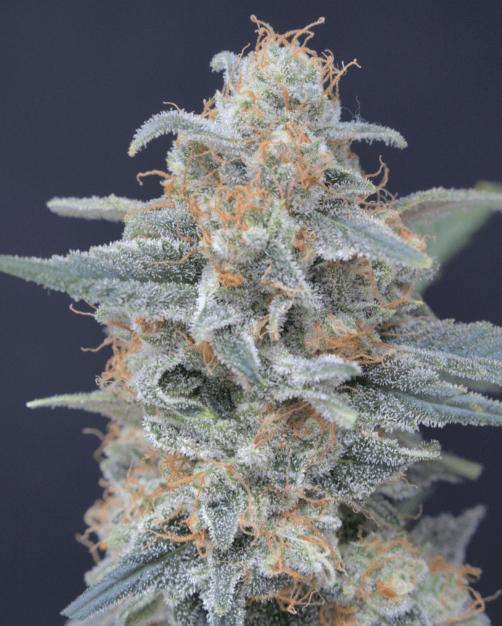Pure Instinto Honeyed Cream Dream cannabis plant image 1