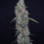 Pure Instinto Honeyed Cream Dream cannabis plant image 2