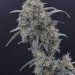 Pure Instinto Honeyed Cream Dream cannabis plant image 3