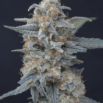 Pure Instinto Honeyed Cream Dream cannabis plant image 4
