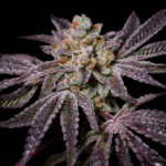 Pure Instinto Insanity OG cannabis plant image 1