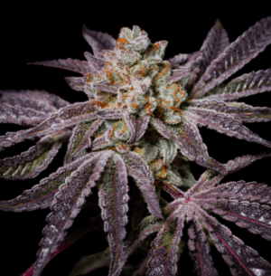 Insanity OG