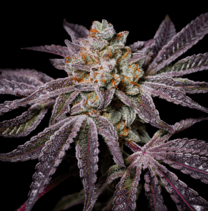Pure Instinto Insanity OG cannabis plant image 1