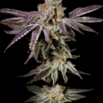 Pure Instinto Insanity OG cannabis plant image 2
