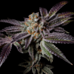 Pure Instinto Insanity OG cannabis plant image 3