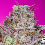 Pure Instinto Kings Banner cannabis plant image 1