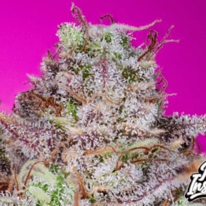 Pure Instinto Kings Banner cannabis plant image 1