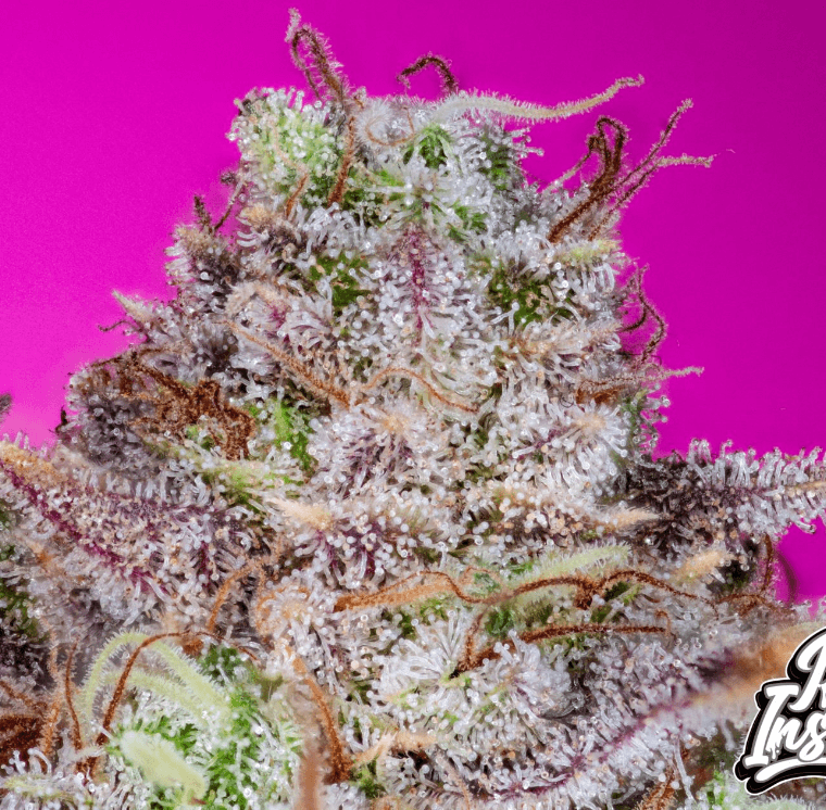 Pure Instinto Kings Banner cannabis plant image 1