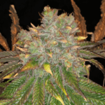 Pure Instinto Kings Banner cannabis plant image 2
