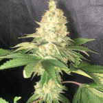 Pure Instinto Kings Banner cannabis plant image 3