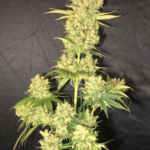 Pure Instinto Kings Banner cannabis plant image 4