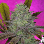 Pure Instinto Kings Banner cannabis plant image 5