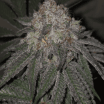 Pure Instinto Kushido cannabis plant image 1