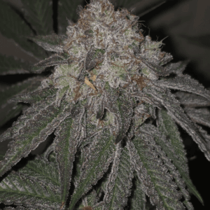 Pure Instinto Kushido cannabis plant image 1