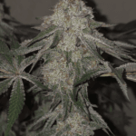 Pure Instinto Kushido cannabis plant image 2