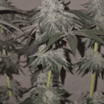 Pure Instinto Kushido cannabis plant image 3