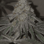 Pure Instinto Kushido cannabis plant image 5