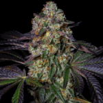 Pure Instinto Kushmallow cannabis plant image 1