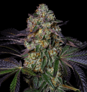 Kushmallow