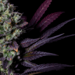 Pure Instinto Kushmallow cannabis plant image 2