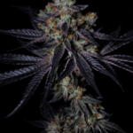 Pure Instinto Kushmallow cannabis plant image 3