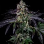 Pure Instinto Kushmallow cannabis plant image 4