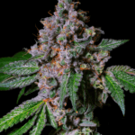 Pure Instinto La Macedonia cannabis plant image 1