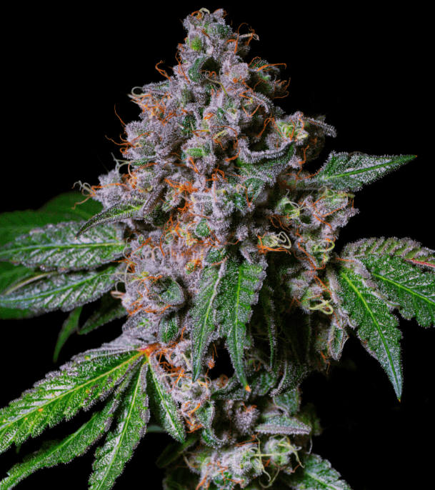 Pure Instinto La Macedonia cannabis plant image 1