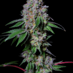 Pure Instinto La Macedonia cannabis plant image 3