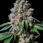 Pure Instinto La Macedonia cannabis plant image 4
