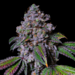 Pure Instinto La Macedonia cannabis plant image 5