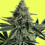 Pure Instinto Lemon Storm cannabis plant image 1
