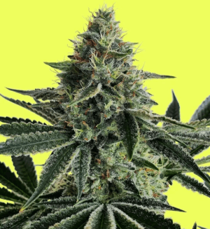 Lemon Storm