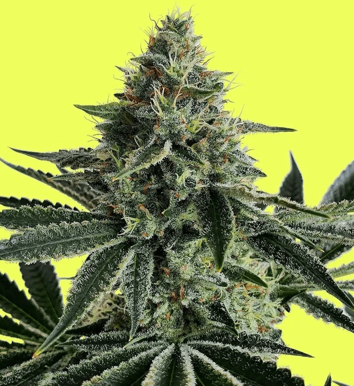 Pure Instinto Lemon Storm cannabis plant image 1