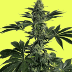 Pure Instinto Lemon Storm cannabis plant image 2