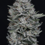 Pure Instinto MAC2 Auto cannabis plant image 1