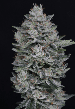 MAC2 Auto