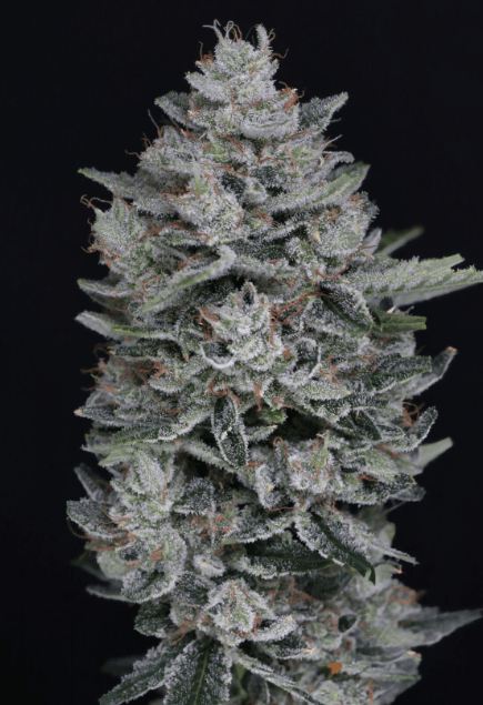 Pure Instinto MAC2 Auto cannabis plant image 1