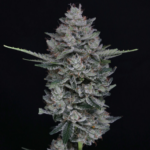 Pure Instinto MAC2 Auto cannabis plant image 2