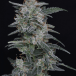 Pure Instinto MAC2 Auto cannabis plant image 3