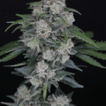 Pure Instinto MAK OG Auto cannabis plant image 1